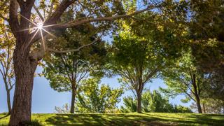 Sun shining through three trees on campus